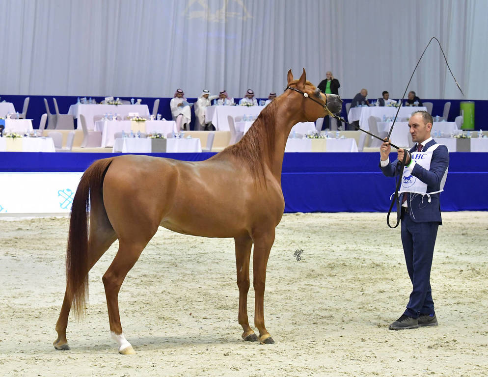 Junior Filly Gold Champion: A Vision MI (Allegiance MI X Always Valentine MI)