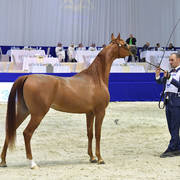 Junior Filly Gold Champion: A Vision MI (Allegiance MI X Always Valentine MI)