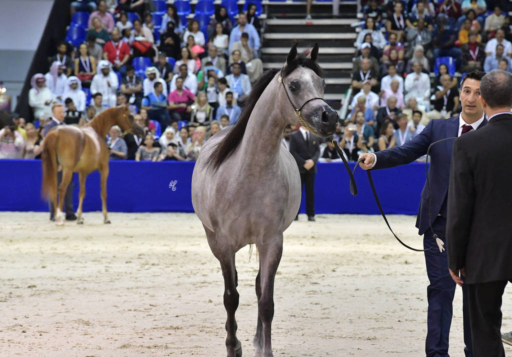 Junior Filly Silver Champion: D Shihanah (FA El Rasheem X D Shahla)
