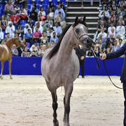 Junior Filly Silver Champion: D Shihanah (FA El Rasheem X D Shahla)