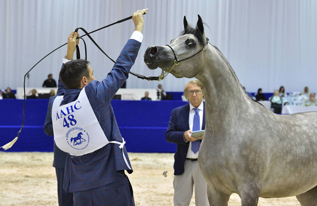 Junior Filly Silver Champion: D Shihanah (FA El Rasheem X D Shahla)
