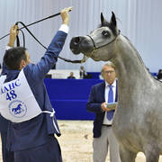 Junior Filly Silver Champion: D Shihanah (FA El Rasheem X D Shahla)