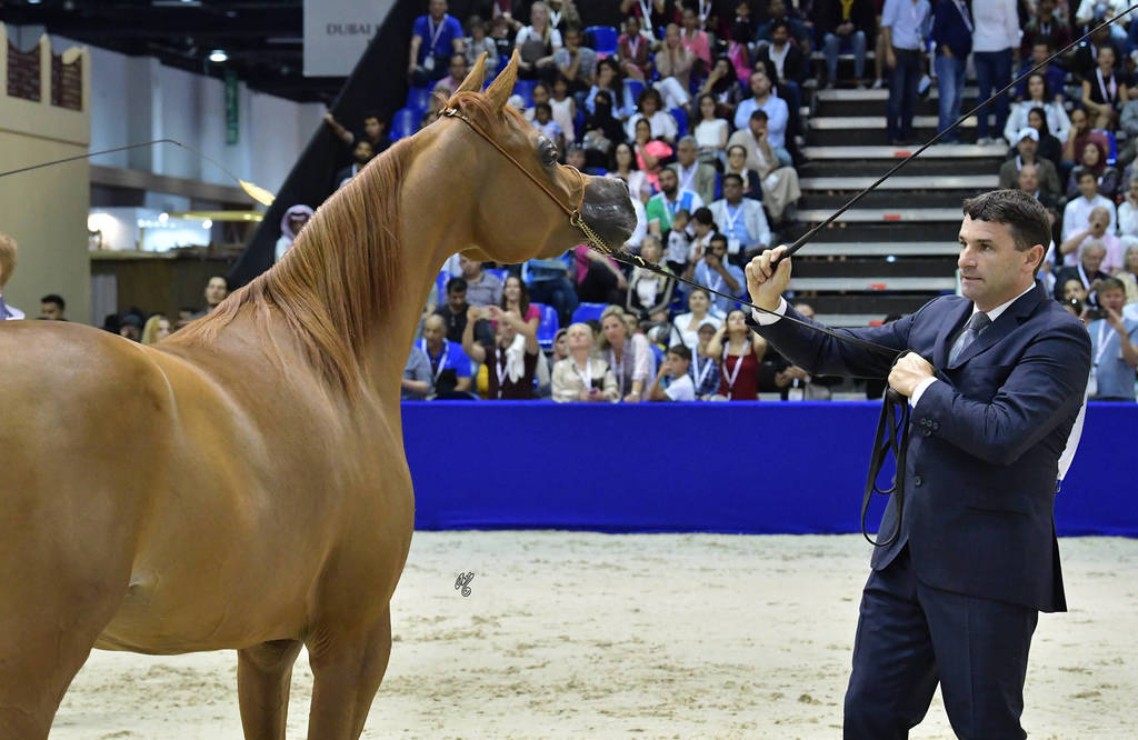 Junior Filly Bronze Champion: AJ Norah (AJ Mardan X Inspired Najla)