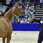 Junior Filly Bronze Champion: AJ Norah (AJ Mardan X Inspired Najla)