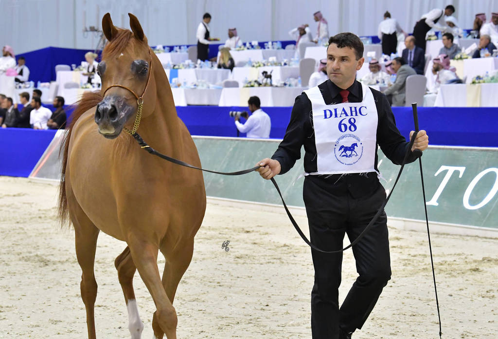 Junior Filly Bronze Champion: AJ Norah (AJ Mardan X Inspired Najla)