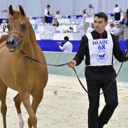 Junior Filly Bronze Champion: AJ Norah (AJ Mardan X Inspired Najla)