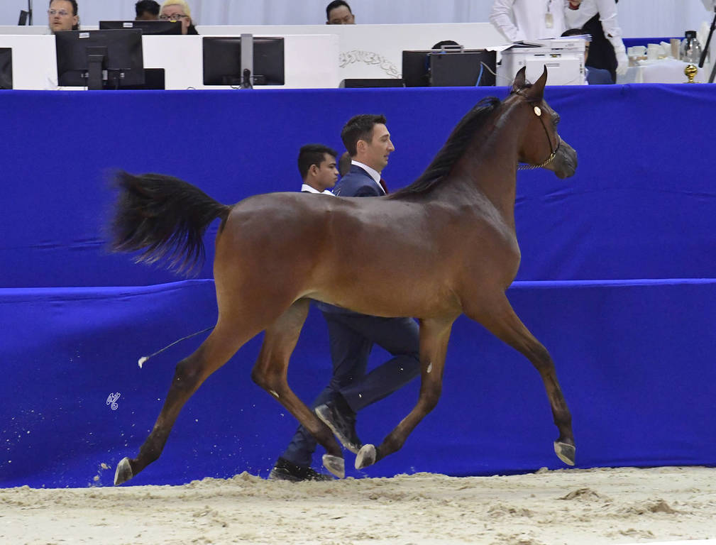 Yearling Colt Gold Champion: D Mezyan (FA El Rasheem X D Mazaia)