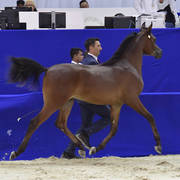 Yearling Colt Gold Champion: D Mezyan (FA El Rasheem X D Mazaia)