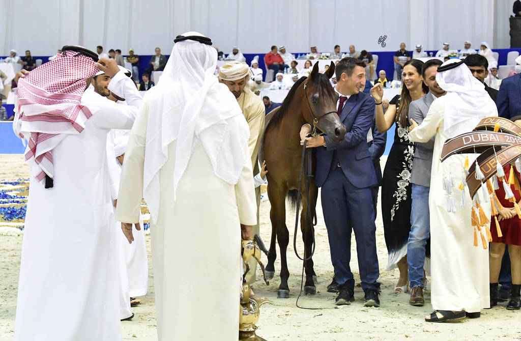 Yearling Colt Gold Champion: D Mezyan (FA El Rasheem X D Mazaia)