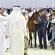 Yearling Colt Gold Champion: D Mezyan (FA El Rasheem X D Mazaia)