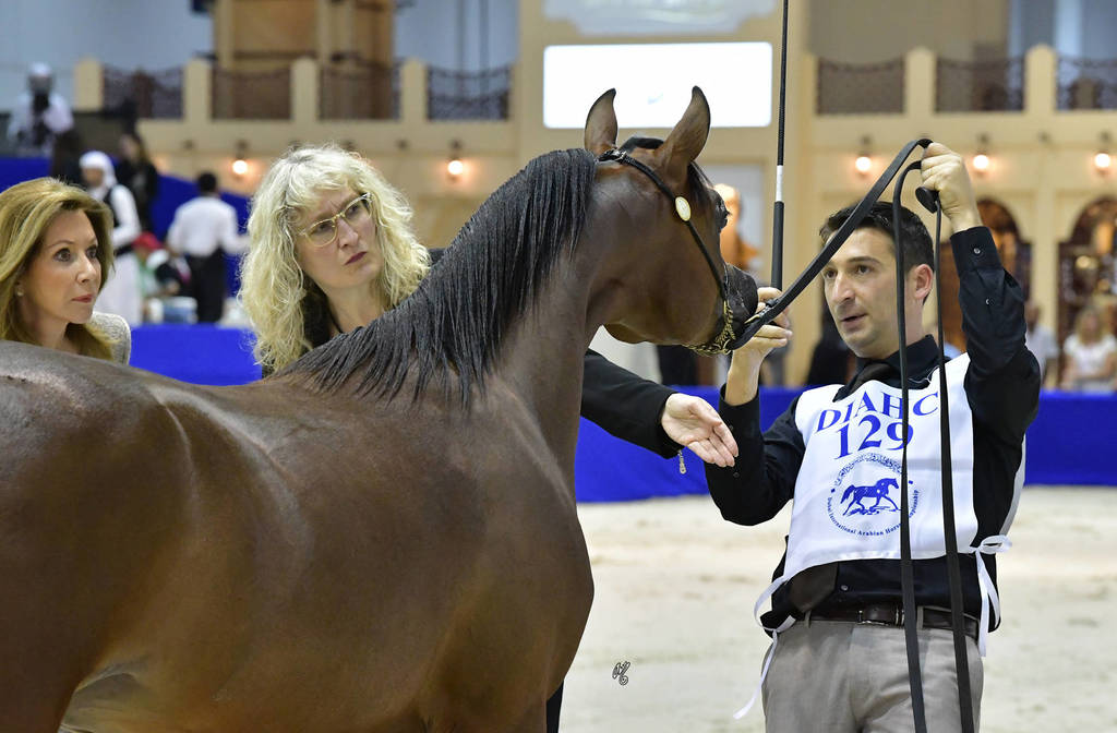 Yearling Colt Silver Champion: D Shakhat (D Khattaf X D Shireen)