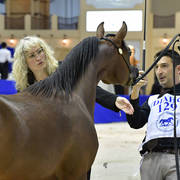 Yearling Colt Silver Champion: D Shakhat (D Khattaf X D Shireen)