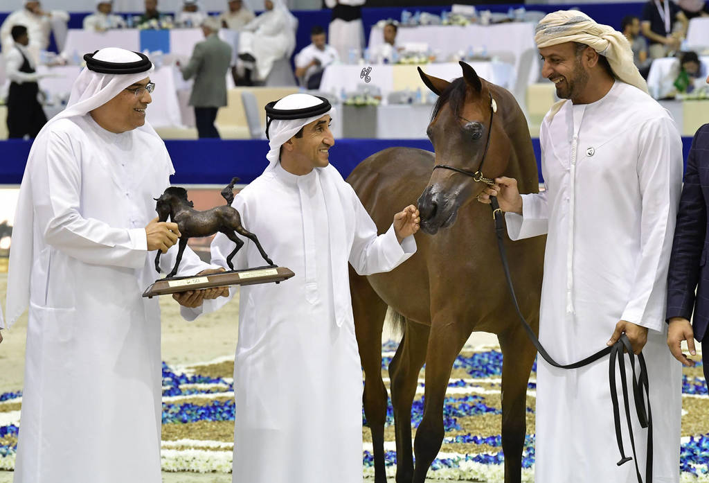 Yearling Colt Silver Champion: D Shakhat (D Khattaf X D Shireen)