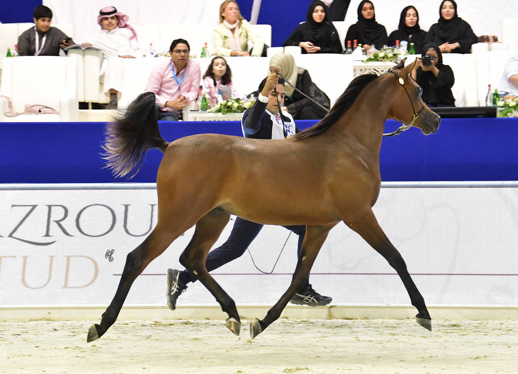Yearling Colt Silver Champion: D Shakhat (D Khattaf X D Shireen)