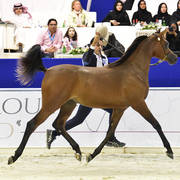 Yearling Colt Silver Champion: D Shakhat (D Khattaf X D Shireen)