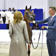 Yearling Colt Bronze Champion: Muthabahi Al Hawajer (FA El Rasheem X ZT Magrumi)