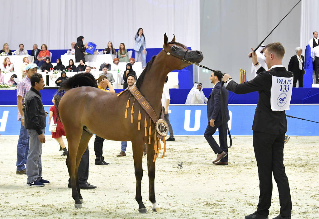 Yearling Colt Bronze Champion: Muthabahi Al Hawajer (FA El Rasheem X ZT Magrumi)