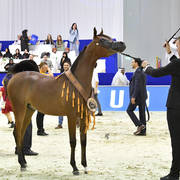 Yearling Colt Bronze Champion: Muthabahi Al Hawajer (FA El Rasheem X ZT Magrumi)