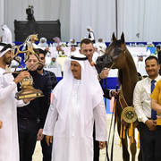 Yearling Filly Gold Champion: Maria Magdalena NWA (FA El Rasheem X Magdalina NWA)