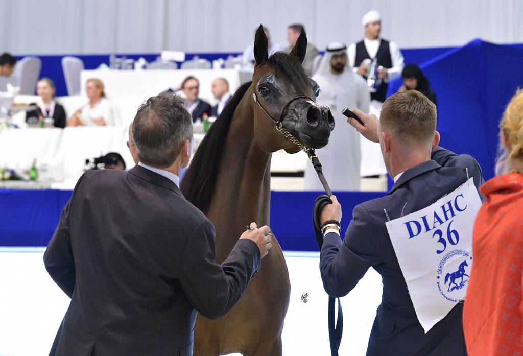 Yearling Filly Gold Champion: Maria Magdalena NWA (FA El Rasheem X Magdalina NWA)