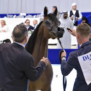 Yearling Filly Gold Champion: Maria Magdalena NWA (FA El Rasheem X Magdalina NWA)