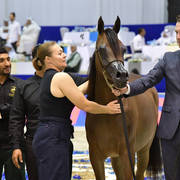 Yearling Filly Gold Champion: Maria Magdalena NWA (FA El Rasheem X Magdalina NWA)