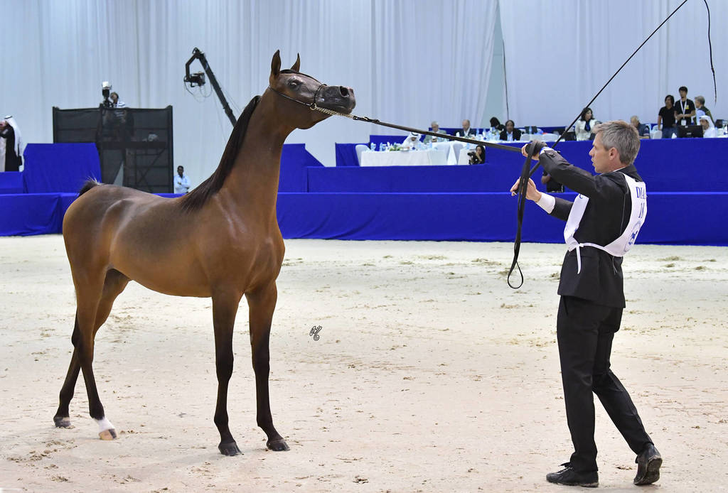 Yearling Filly Bronze Champion: Fame Donatella (Dominic M X D Crystal Moon)