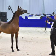Yearling Filly Bronze Champion: Fame Donatella (Dominic M X D Crystal Moon)