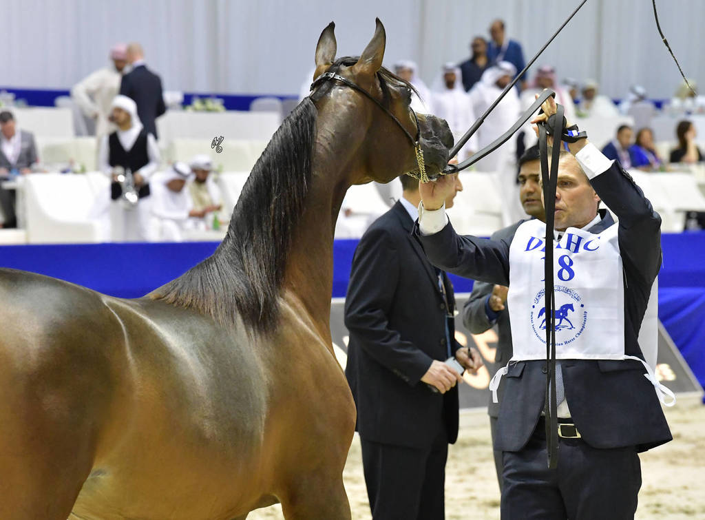 Yearling Filly Bronze Champion: Fame Donatella (Dominic M X D Crystal Moon)
