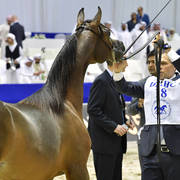 Yearling Filly Bronze Champion: Fame Donatella (Dominic M X D Crystal Moon)