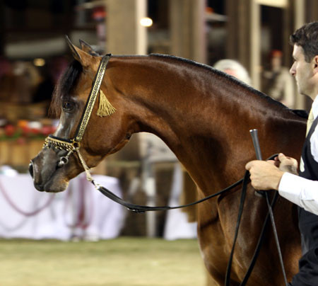 2008 The Al Khalediah Arabian Horse Show 