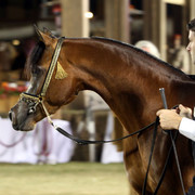 2008 The Al Khalediah Arabian Horse Show 