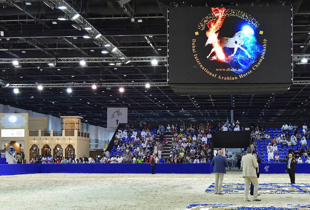 Lisa Abraham: The 2019 Dubai International Arabian Horse Championship