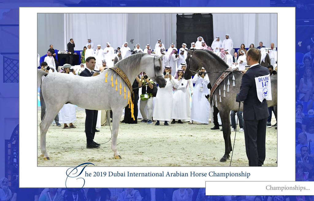 Lisa Abraham: The 2019 Dubai International Arabian Horse Championship