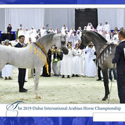 Lisa Abraham: The 2019 Dubai International Arabian Horse Championship