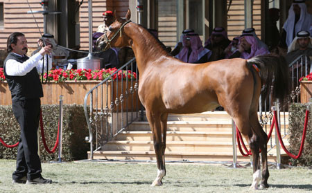 2008 The Al Khalediah Arabian Horse Show 