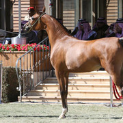 2008 The Al Khalediah Arabian Horse Show 