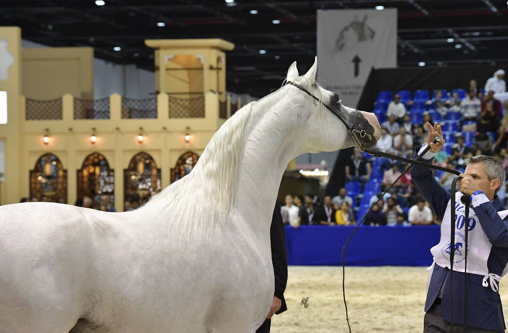 Stallions in Age 7-9 Years Old: E.S. Jaw'al