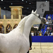 Stallions in Age 7-9 Years Old: E.S. Jaw'al