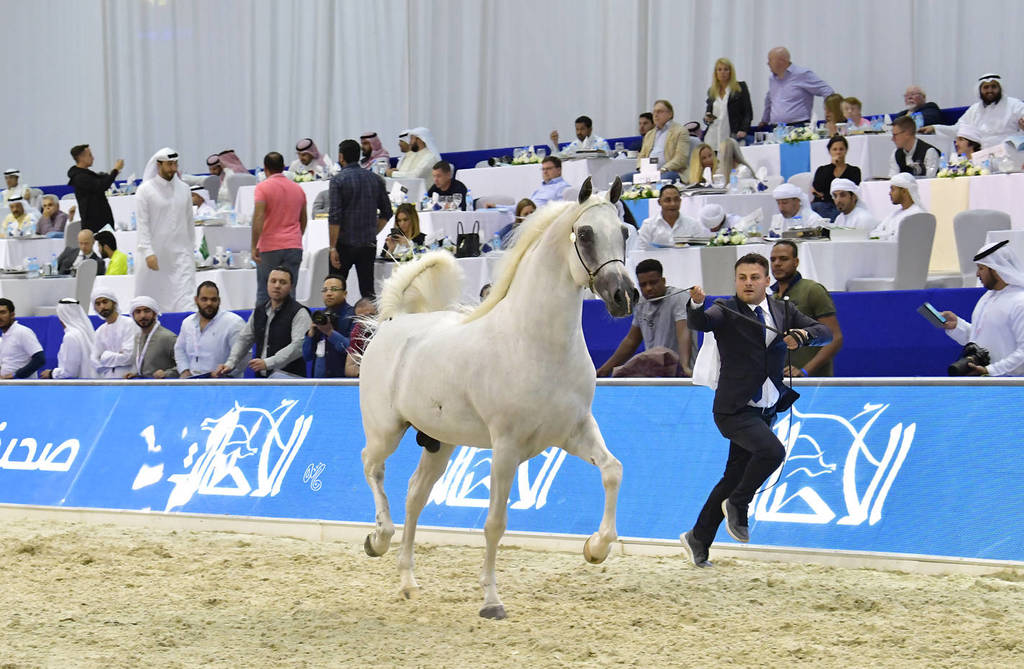 Stallions in Age 7-9 Years Old: Nasser Fana