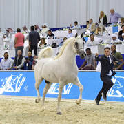 Stallions in Age 7-9 Years Old: Nasser Fana
