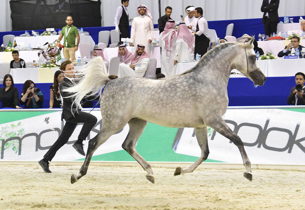 Stallions in Age 7-9 Years Old: Larando