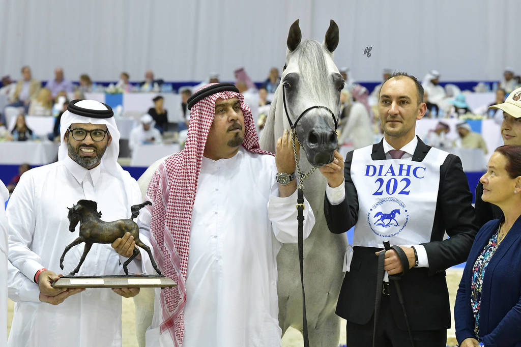 Stallions in Age 7-9 Years Old:  E.S. Sarab