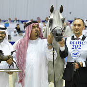 Stallions in Age 7-9 Years Old:  E.S. Sarab