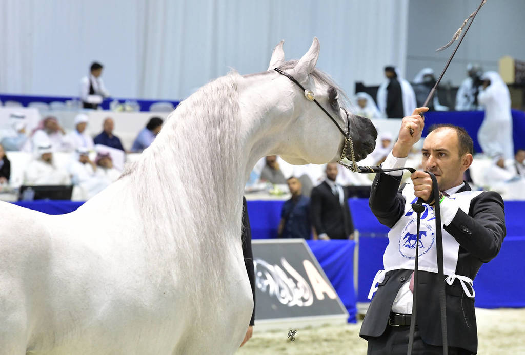 Stallions in Age 7-9 Years Old: E.S. Sarab