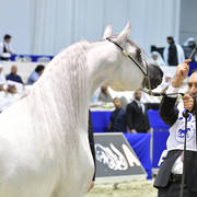 Stallions in Age 7-9 Years Old: E.S. Sarab