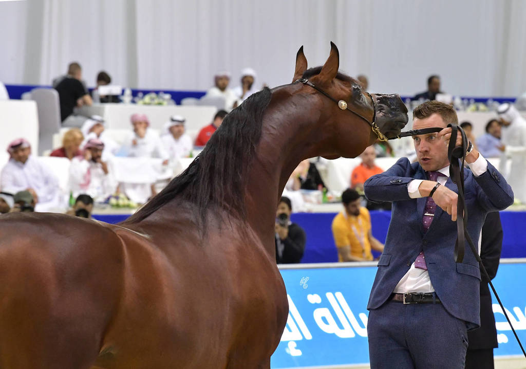 Stallions in Age 4-6: Omear Al Hawajer