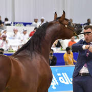 Stallions in Age 4-6: Omear Al Hawajer