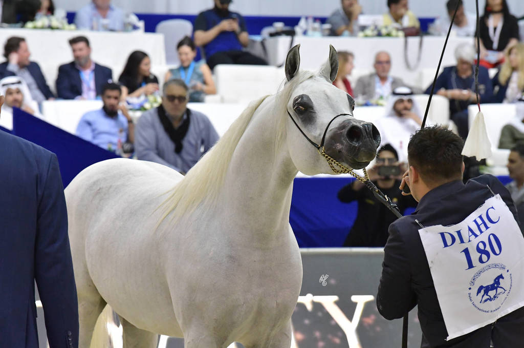 Stallions in Age 4-6: Dandi MPE