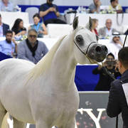 Stallions in Age 4-6: Dandi MPE